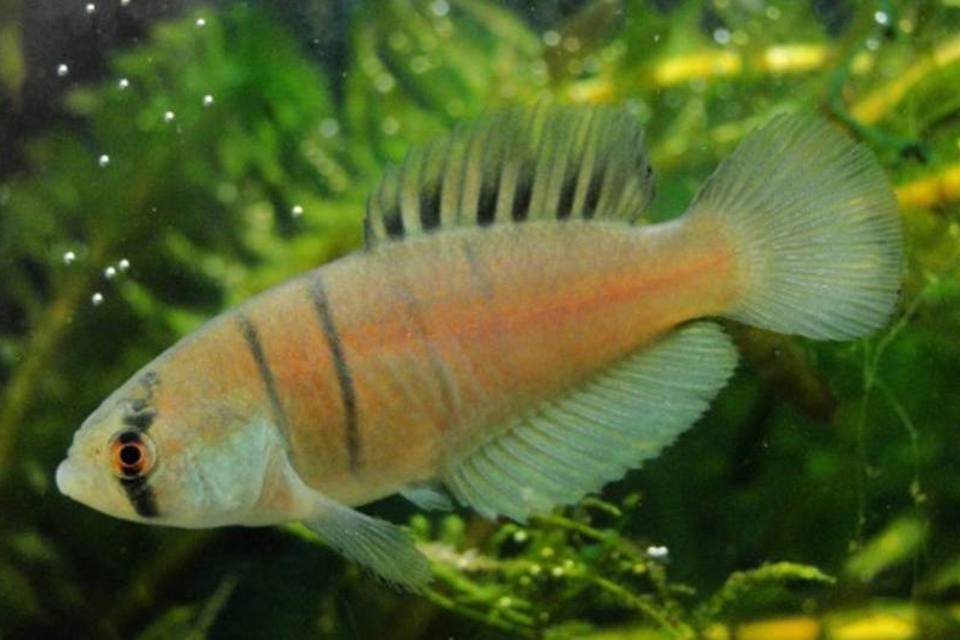 Descoberta nova espécie de peixe em poça de água doce