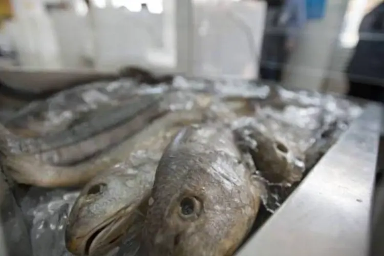 Criação de animais aquáticos para fins comerciais no país somou R$ 3,055 bilhões em 2013 (Marcelo Camargo/Agência Brasil)