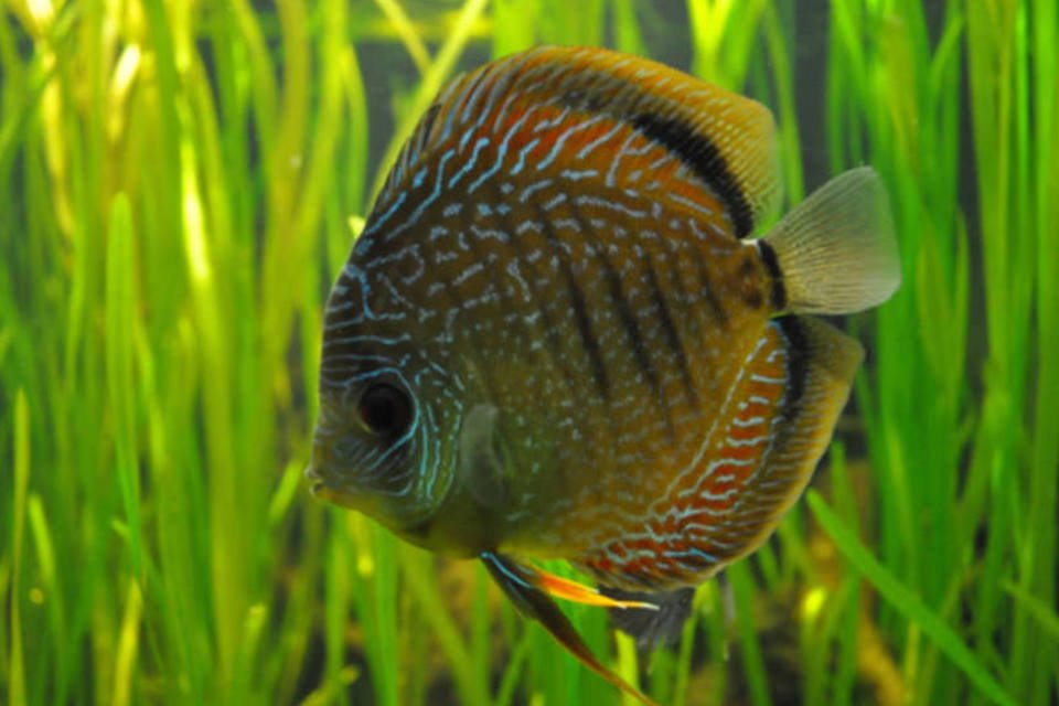 Dióxido de carbono afeta o cérebro dos peixes, alerta estudo