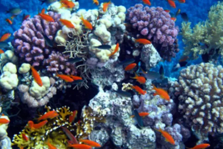 Corais: sua morte está sendo causada, sobretudo, por absorção de enormes quantidades de CO2 (thinkpanama/creative commons/Reprodução)