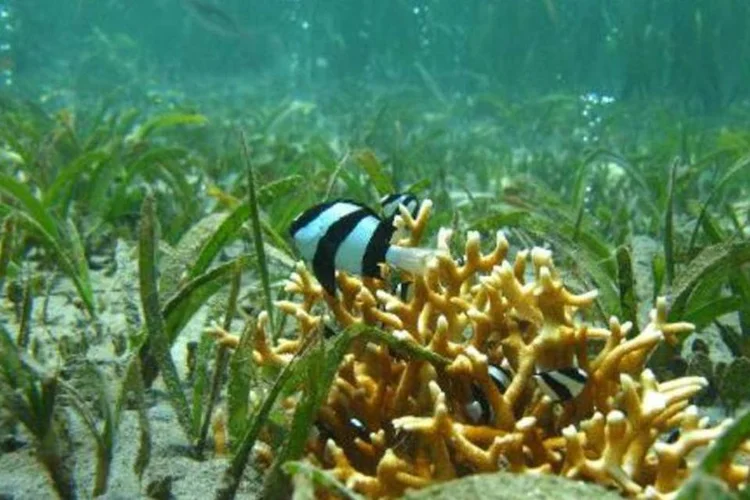Peixes no leste de Papua Nova Guiné: nível de acidificação na zona do estudo é comparável ao que os oceanos de todo o planeta terão ao fim deste século (Alastair Cheal/AIMS/AFP)
