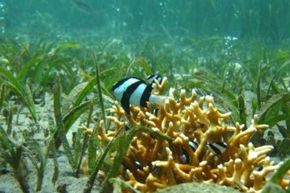 Aquecimento levará espécies de peixes aos polos