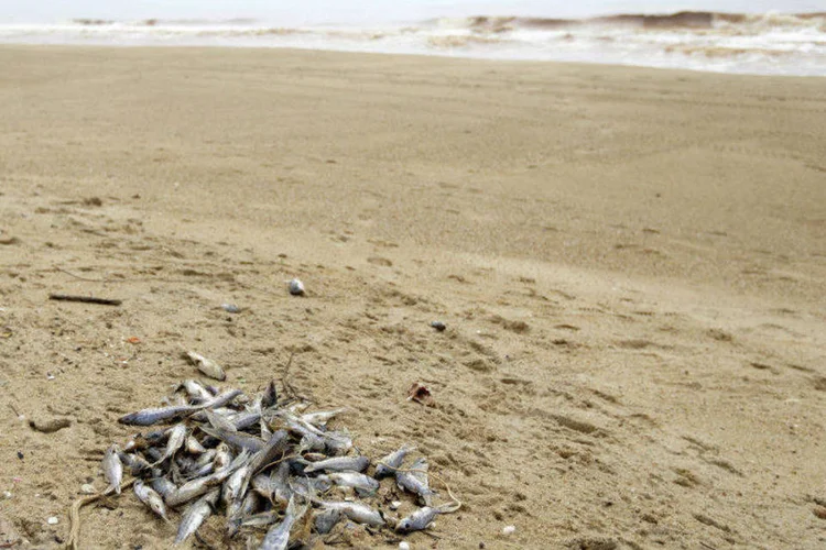 
	Peixes mortos &agrave; beira de praia de Povoa&ccedil;&atilde;o, em Linhares, ES, ap&oacute;s chegada de lama t&oacute;xica do Rio Doce
 (Ricardo Moraes/Reuters)