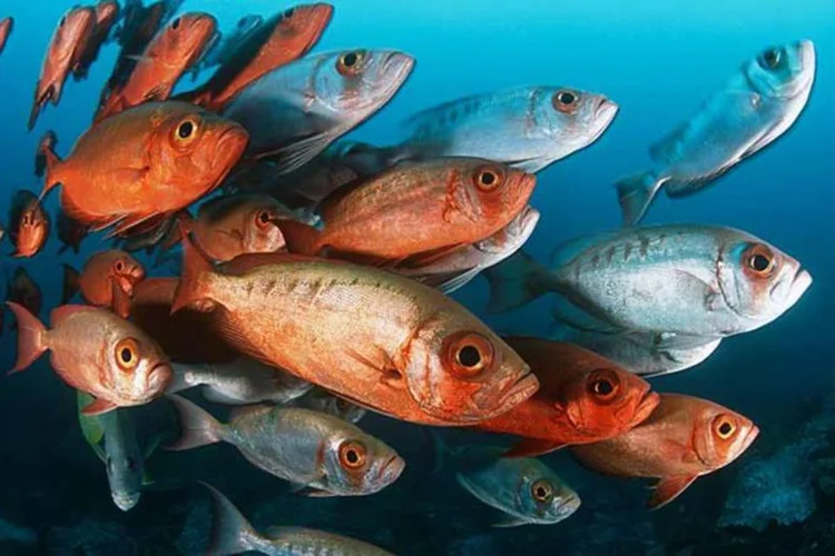
	Peixes: grupo de pesquisadores acredita que a mera ideia de um grupo chamado &quot;peixes&quot; vai contra aquilo que sabemos sobre a evolu&ccedil;&atilde;o das esp&eacute;cies
 (Moodboard/Thinkstock)
