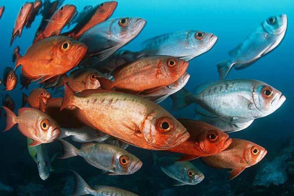 
	Peixes: grupo de pesquisadores acredita que a mera ideia de um grupo chamado &quot;peixes&quot; vai contra aquilo que sabemos sobre a evolu&ccedil;&atilde;o das esp&eacute;cies
 (Moodboard/Thinkstock)