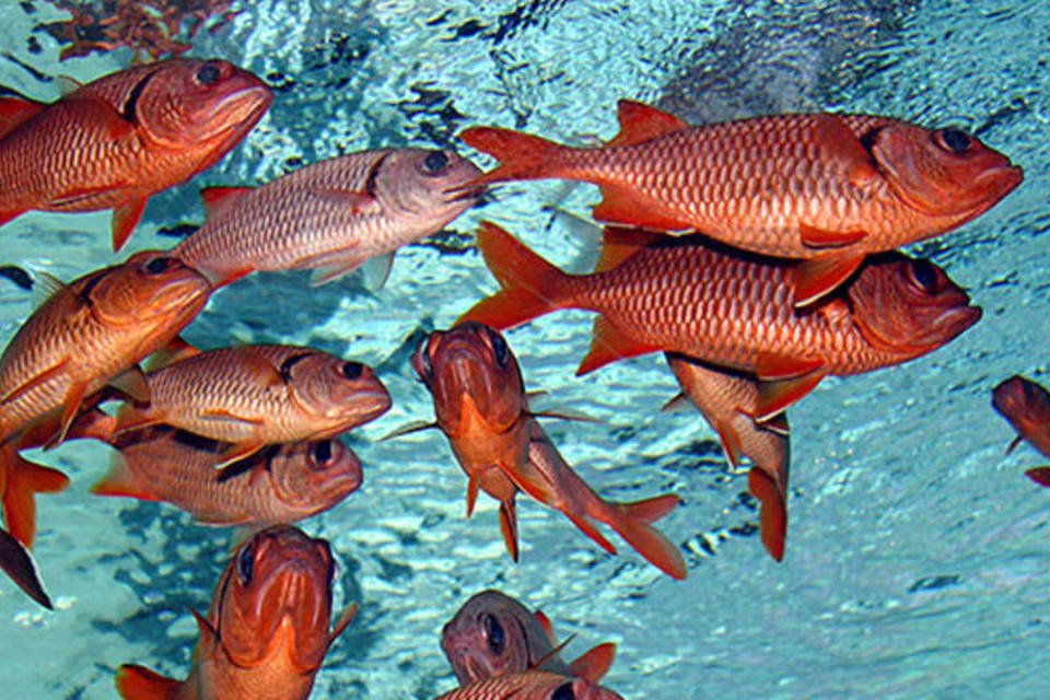 Cores vibrantes aumentam apetite em peixes
