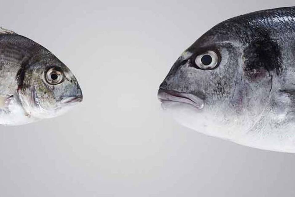 O que você não sabe sobre o peixe que come — mas deveria