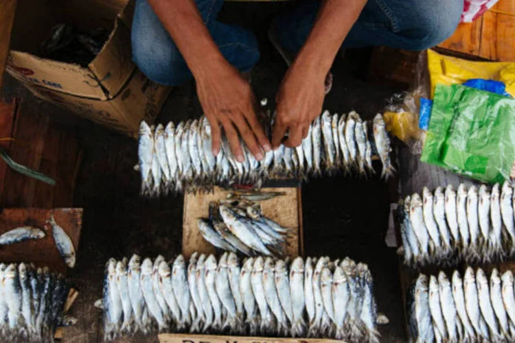 
	Peixes para venda: mat&eacute;ria ter&aacute; de passar agora pelo Senado
 (Bloomberg)