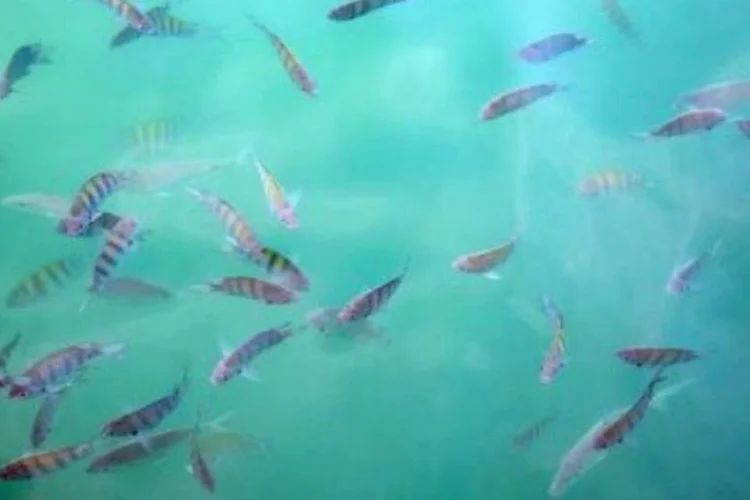 
	Peixes: o governo se comprometer&aacute;, al&eacute;m disso, a adquirir anualmente at&eacute; 20 mil toneladas de pescado dos produtores
