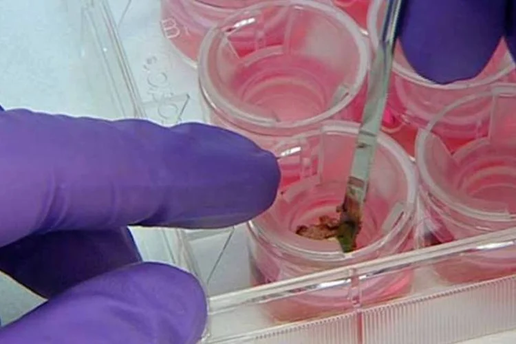 Tecido humano reconstruído em laboratório da L´Oréal  (Divulgação)