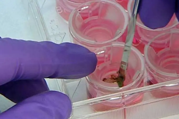 Tecido biológico reconstruído em laboratório: pele de verdade que subsitui testes em animais (Divulgação)