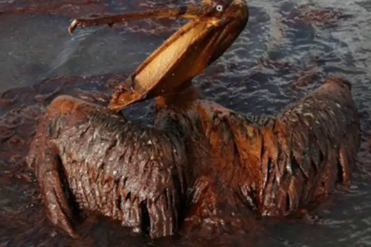 Pelicano sujo de petróleo, vítima do vazamento da plataforma Deepwater Horizon, da BP, em 4 de junho (Win Mcnamee/AFP)