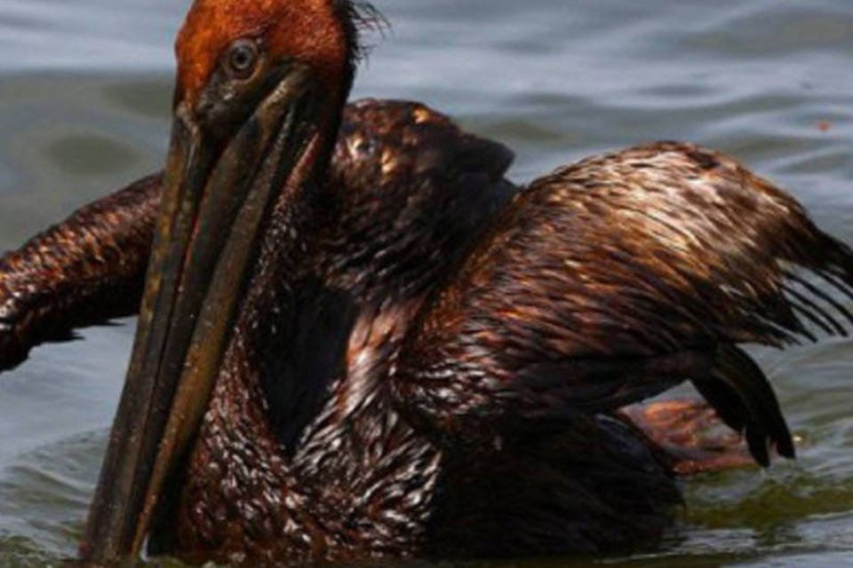 Maior parte do óleo derramado no Golfo do México desaparece