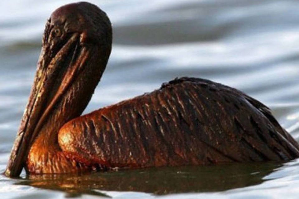 Maré negra atinge santuário de pelicanos nos Estados Unidos