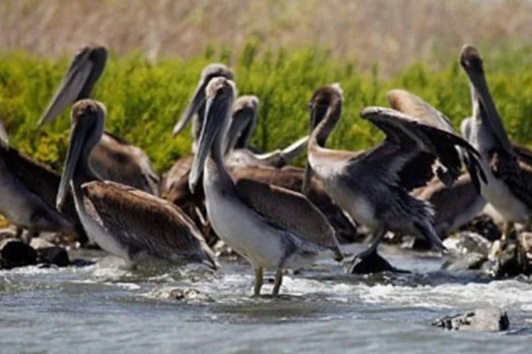 A explosão e posterior afundamento de uma plataforma da BP no Golfo do México, em abril passado, deu origem a uma maré negra (.)