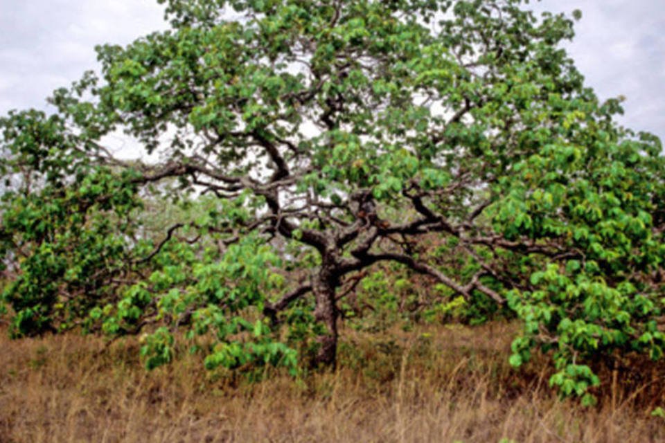 Plantas podem ajudar a enfrentar impactos climáticos