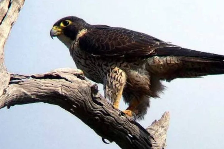 
	Falc&atilde;o:&nbsp;os restos mortais da ave foram encontrados hoje por uma patrulha da for&ccedil;a de seguran&ccedil;a fronteiri&ccedil;a (BSF) pr&oacute;ximo &agrave; cidade de Jaisalmer.
 (IUCN)