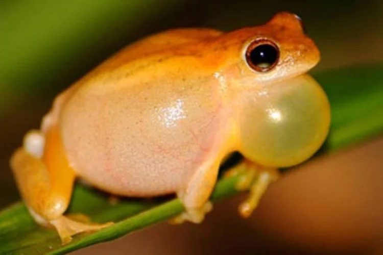 
	Perereca pode entrar em extin&ccedil;&atilde;o: no caso da D. nanus, a distribui&ccedil;&atilde;o potencial seria de 2,1 milh&otilde;es at&eacute; 12 milh&otilde;es de km2
 (D. minutus / Divulgação)