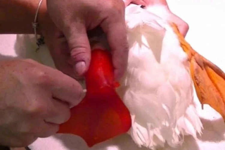 Prótese feita em impressora 3D sendo colocada em pato Buttercup: o pé deformado fazia com que o animal sentisse muita dor e fizesse cortes constantemente (.)