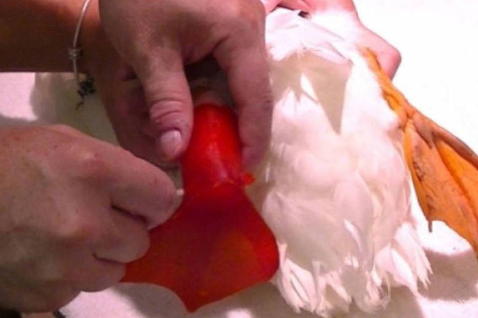 Vídeo mostra pato com prótese impressa em 3D