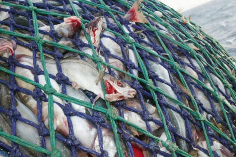 
	Produ&ccedil;&atilde;o de alimentos: o desmatamento para agricultura, a superexplora&ccedil;&atilde;o de pesca e a contamina&ccedil;&atilde;o de solos e aq&uuml;&iacute;feros s&atilde;o algumas das causas diretas da perda de biodiversidade
 (Getty Images)