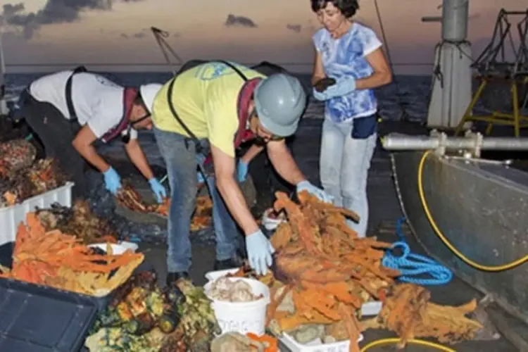 Pesquisadores com amostras colhidas do recife descoberto na desembocadura do Amazonas:  (F. Moraes / Instituto de Pesquisas Jardim Botânico do Rio de Janeiro)