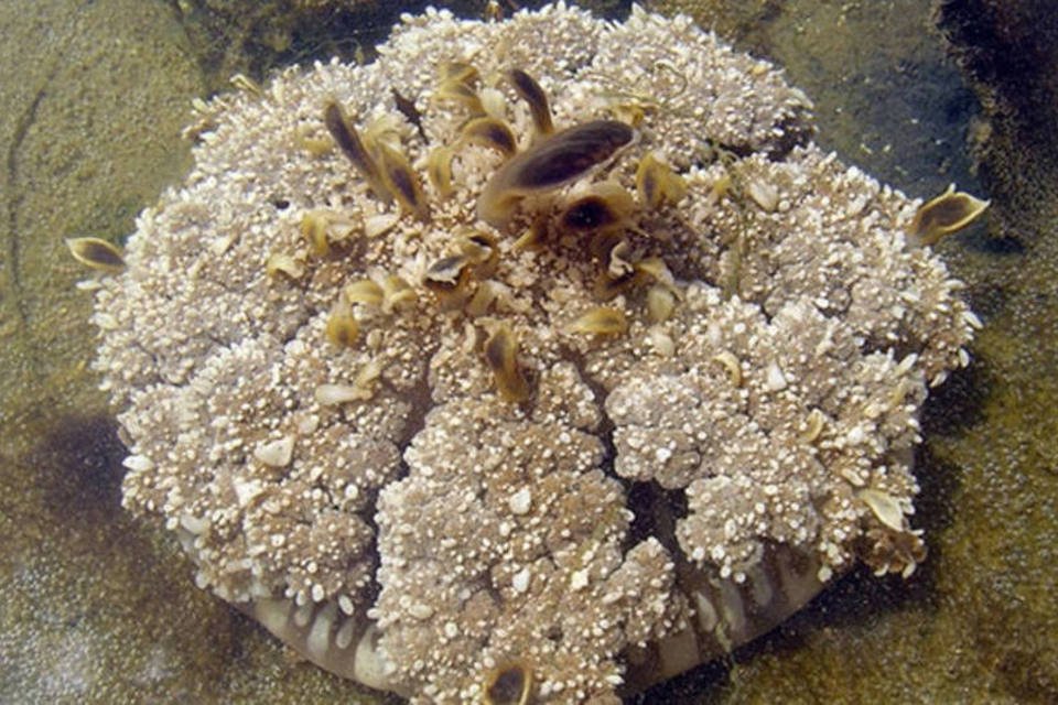 Bela, ousada e do mar. Medusa é vista no Brasil pela 1ª vez