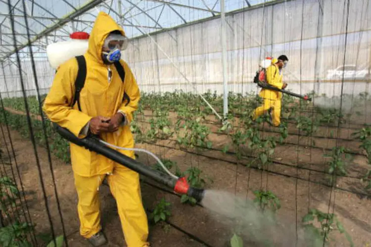 
	Pesticida: na semana passada, a CE, que propunha renovar a autoriza&ccedil;&atilde;o por 9 anos, desistiu de submeter &agrave; vota&ccedil;&atilde;o sua proposta diante da indefini&ccedil;&atilde;o dos Estados membros
 (Getty Images)