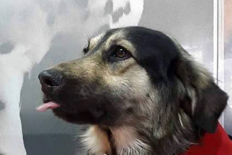 Cachorro vira ícone de protestos na Bolívia