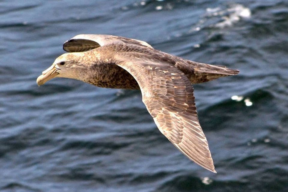 Agrotóxicos ameaçam colônias de aves da Antártica