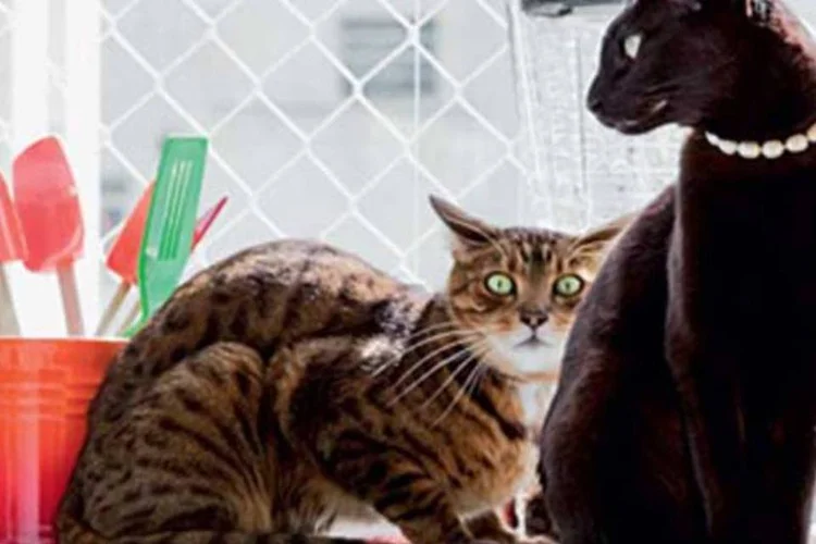 
	Gatos:&nbsp;Junk Food &eacute; ruim para os animais, disse criador do restaurante
 (Marco Antonio/ Casa.com.br)