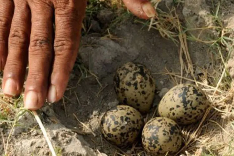 Ninho de pássaros: ave deposita seus ovos em outros ninhos e tenta, inclusive, combinar seus ovos, disfarçando-os para que se pareçam com o de seus hospedeiros (AFP)