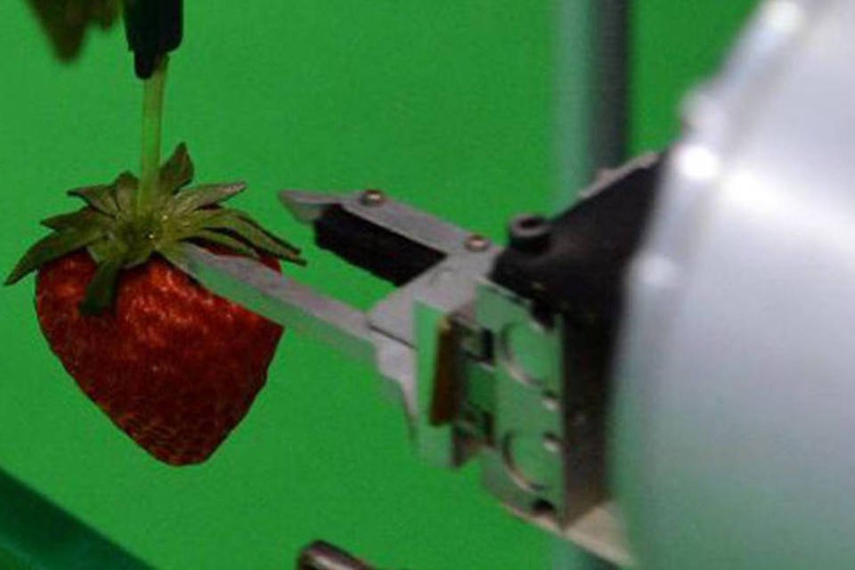 Japão cria robô que escolhe apenas morangos maduros