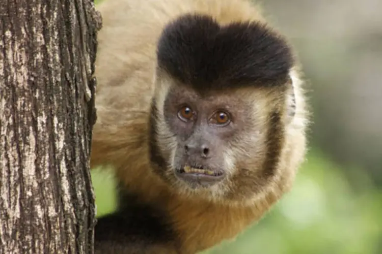 Macaco: filme relata sem a ajuda de diálogos ou narração a história de um macaco de circo que sobrevive a um acidente com um pequeno avião em plena floresta amazônica (Wikimedia Commons)
