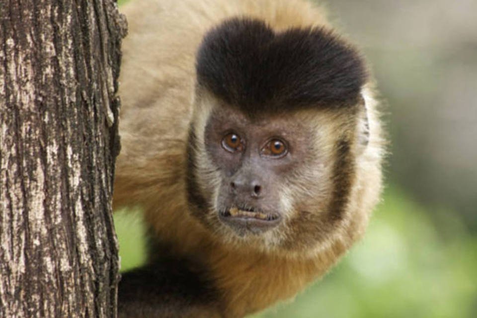 Macaco protagoniza filme e leva Festival do RJ para floresta