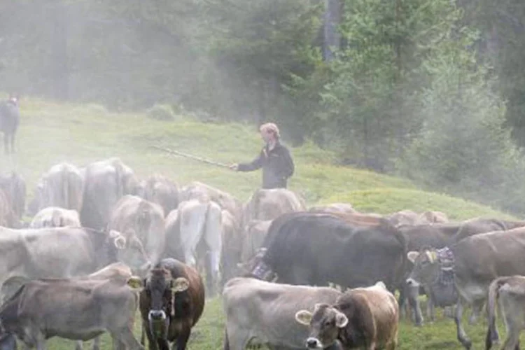 Fazendeiros conduzem o gado: melhores práticas para alimentação, saúde, criação de gado e gestão de esterco reduziriam a emissão de gases em 30%, calcula a FAO (Christof Stache/AFP)