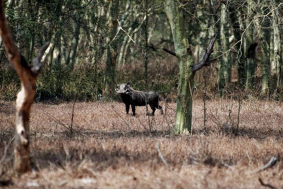 Gorongosa, um parque de atrações para ciência em Moçambique