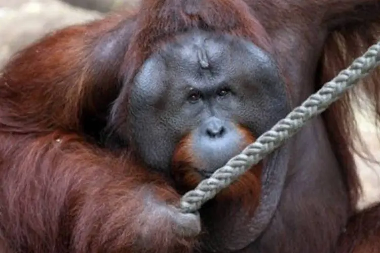 
	Oragontango em zool&oacute;gico: acreditava-se que primatas teriam perdido habilidade muito tempo atr&aacute;s
 (Friso Gentsch/AFP)