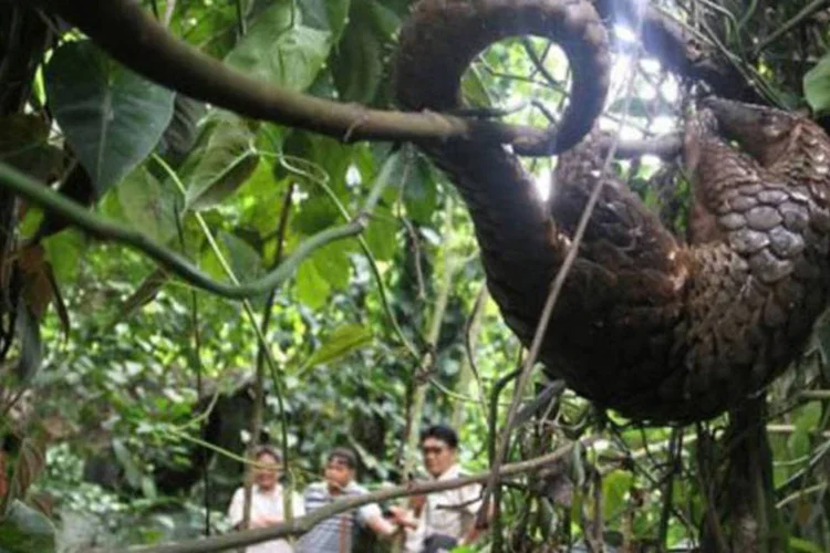 Pangolim em floresta na Indonésia:  autoridades não especificaram o que acontecerá com os animais (AFP)
