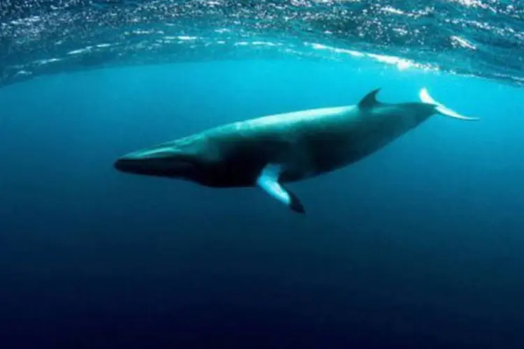 
	Foto de baleia-minke-an&atilde; na Austr&aacute;lia: animais &quot;s&atilde;o uma subesp&eacute;cie de baleia sem descri&ccedil;&atilde;o&quot;, diz pesquisador
 (Matt Curnock/AFP)