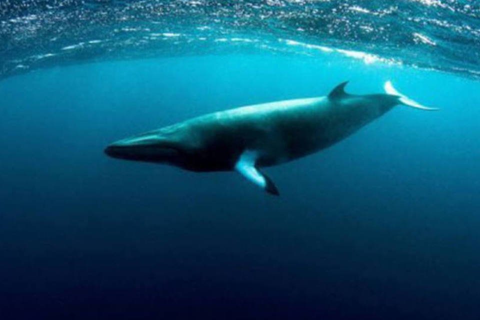 Estudo inédito rastreia baleias-minke-anãs