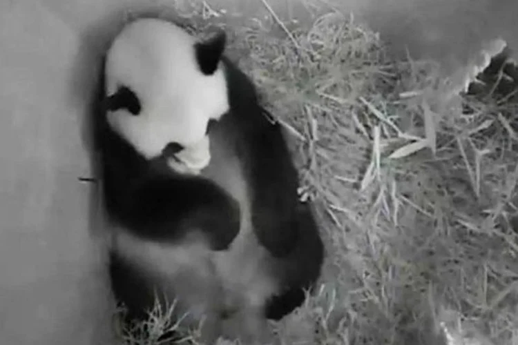 Panda recém-nascido: "nenhum outro zoológico europeu conseguiu conceber esta espécie por vias naturais", afirma zoológico (AFP)