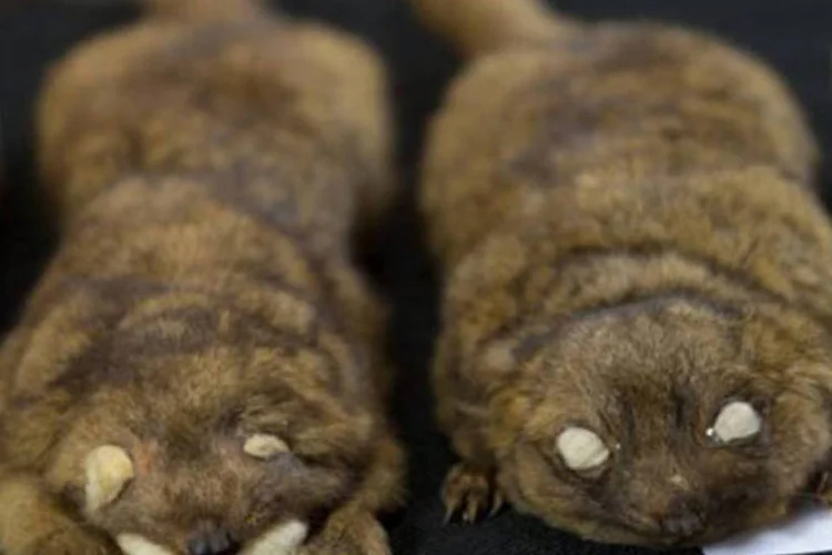 Olinguitos: animal é a primeira espécie de carnívoro descoberta no continente americano em 35 anos (Saul Loeb/AFP)