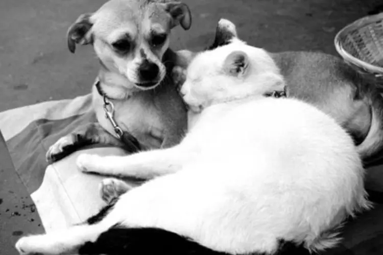 Cão e gato: o gato se recuperou completamente, mas "não está latindo nem pegando o jornal", comentou a dona do bichano (Getty Images)