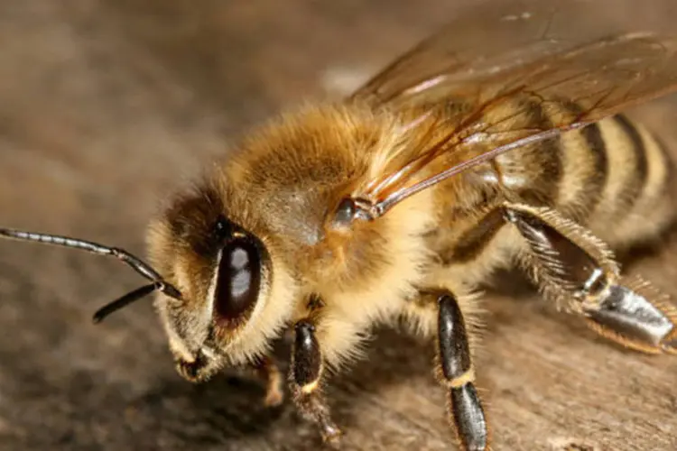 
	Abelhas: segundo o canal local WCSC, o api&aacute;rio perdeu 46 colmeias e 2,5 milh&otilde;es de abelhas
 (Wikimedia Commons)
