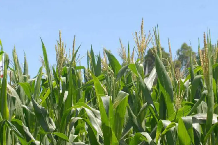 
	Planta&ccedil;&atilde;o de milho:&nbsp;estudo aponta a quebra na safra dos EUA, maior produtor mundial, como o principal est&iacute;mulo para o aumento da &aacute;rea plantada brasileira
 (Elza Fiuza/ABr)