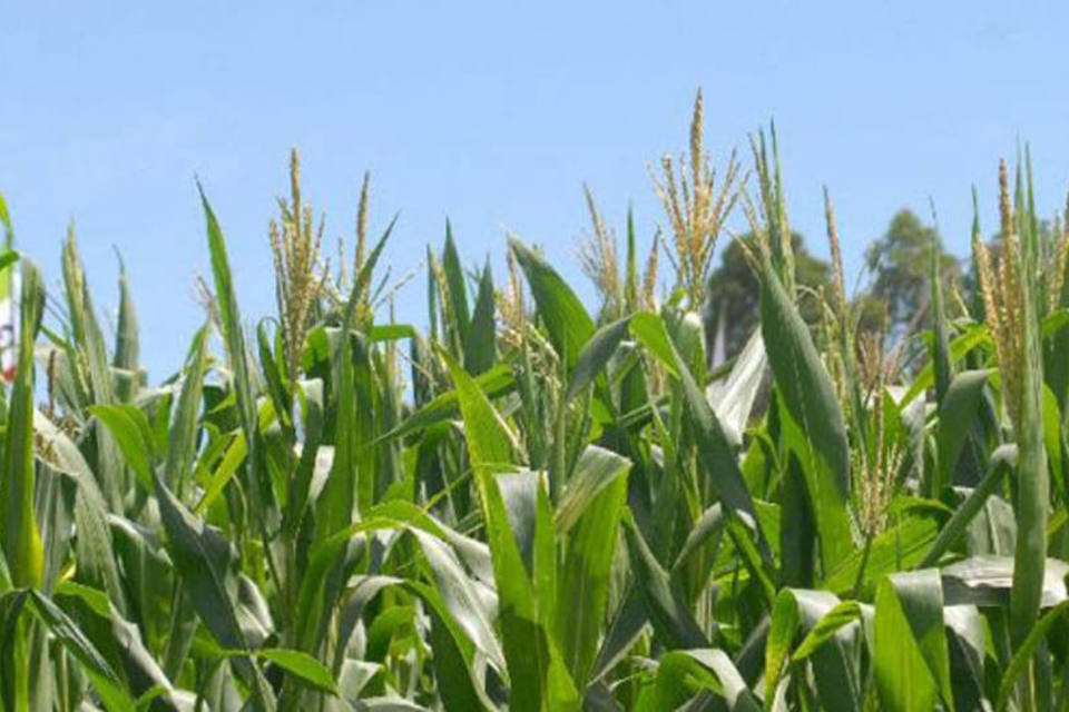 Produção brasileira de milho aumenta 27,7% em 2012