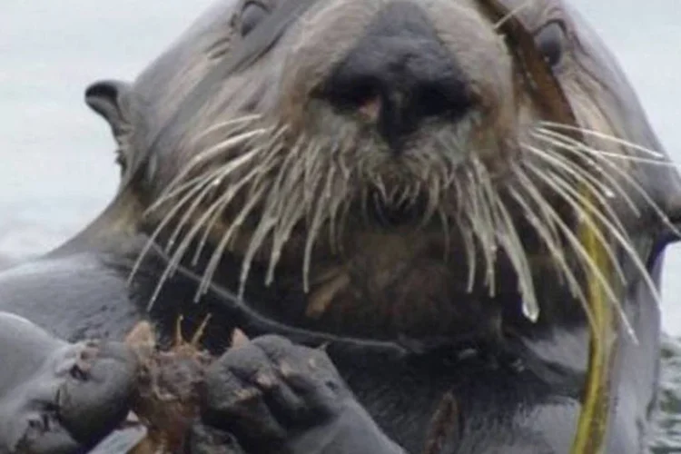 Lontra marinha: animais não têm impacto direto na vegetação marinha, mas ajudam a preservá-la ao comer caranguejos (AFP)