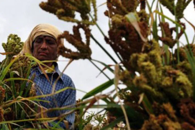 
	Fazendeiro indiano trabalha em um cultivo de cereais: segundo o documento, a produ&ccedil;&atilde;o mundial global perder&aacute; entre 0,2 e 2% se a temperatura aumentar 2,5 graus
 (Dibyangshu Sarkar/AFP)