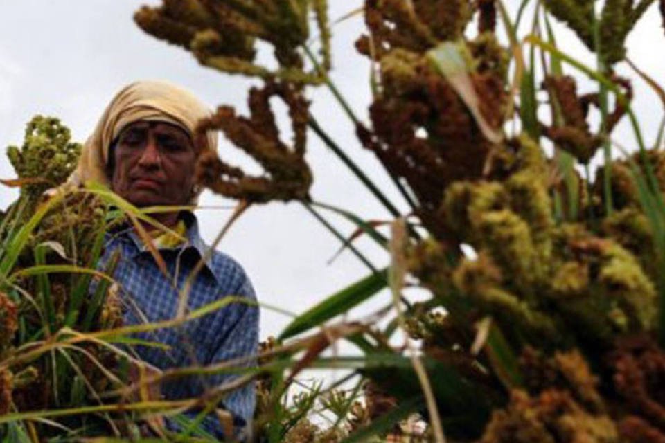 Preços de alimentos no mundo sobem 1,3% em outubro